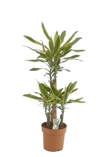 Драцена Фрагранс Голден Кост - Dracaena Fragrans Golden Coast D25 H100