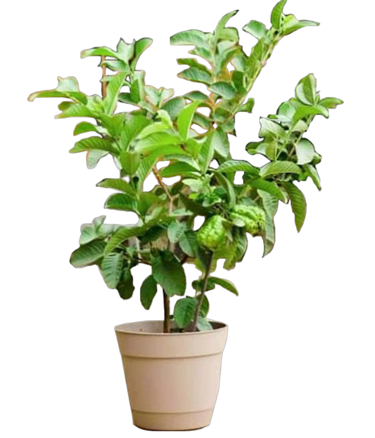 Псидиум, или Гуава -  Psidium D14 H40