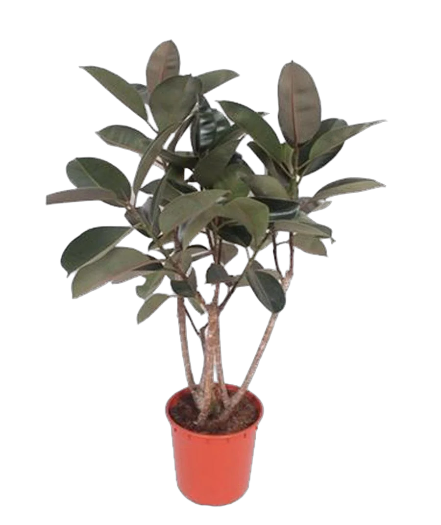 Фикус Бургунди - Ficus El Burgundy Bush D34 H140