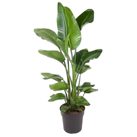 Стрелиция Николай - Strelitzia Nicolai D31 H140