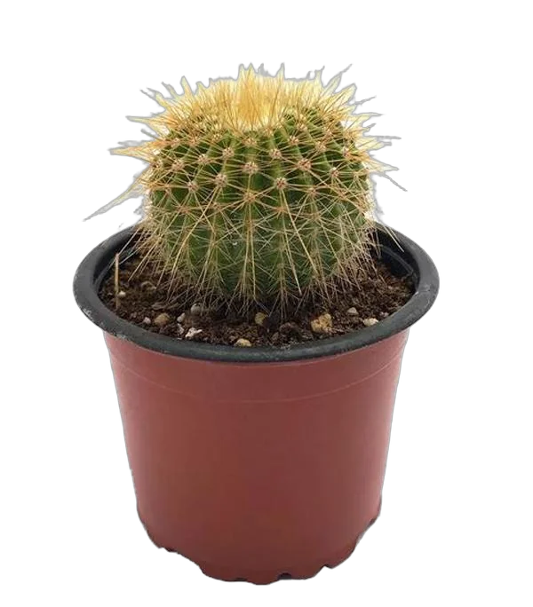 Эриокактус Шумана , Пародия Шумана - Eriocactus schumannianus D7 H10