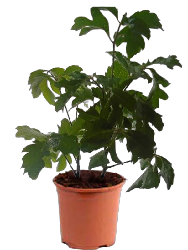 Полисциас туполистный - Polyscias оbtusa D14 H40