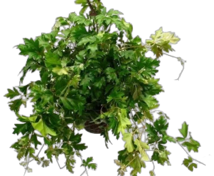 Циссус Элен Даника - Cissus Ellen Danica HANGPOT D24 H40