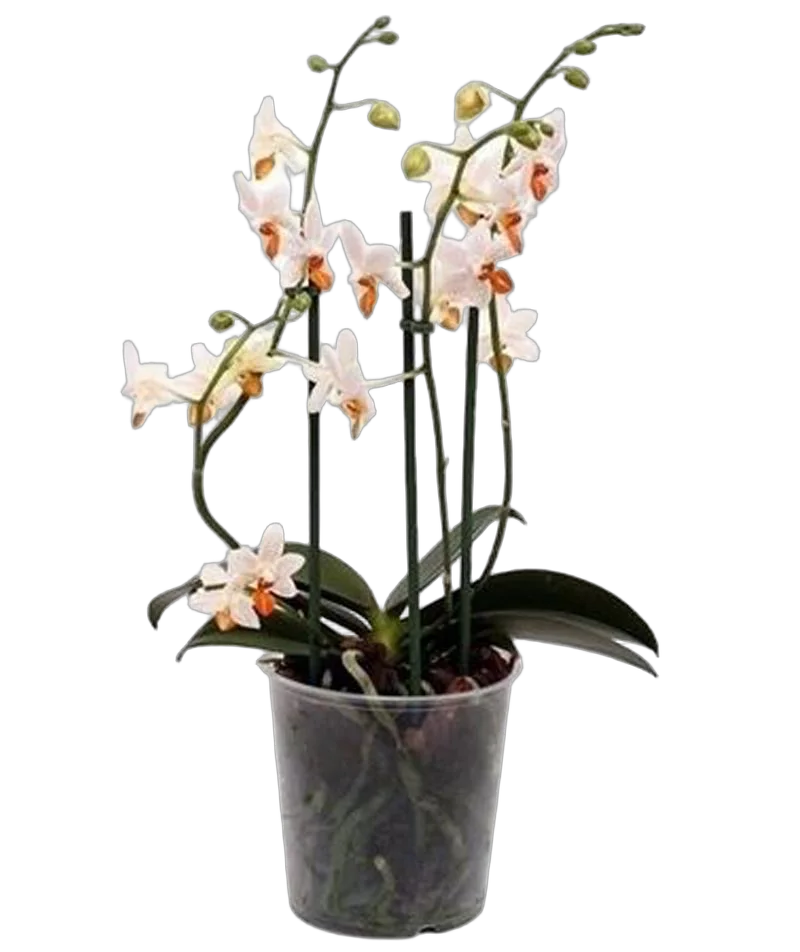 Фаленопсис мини 4 цветоноса - Phalaenopsis Mini Mark  D9 H15