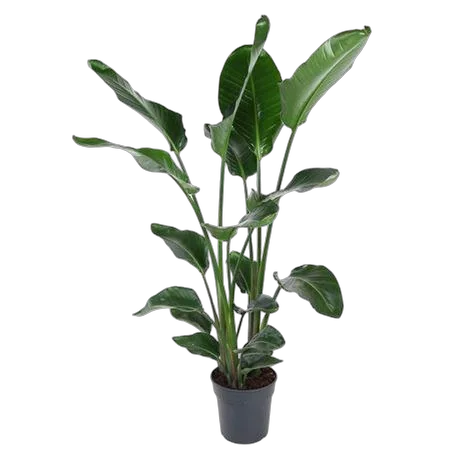 Стрелиция Николай - Strelitzia Nicolai D24 H130