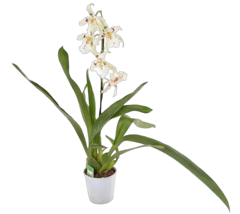 Камбрия Калмонара - Cambria D12 H50