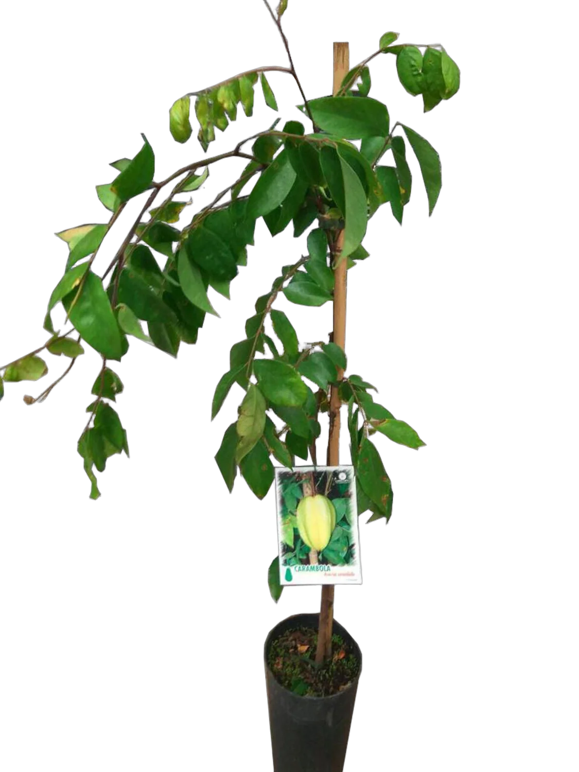 Карамбола - Averrhoa carambola D18 H120