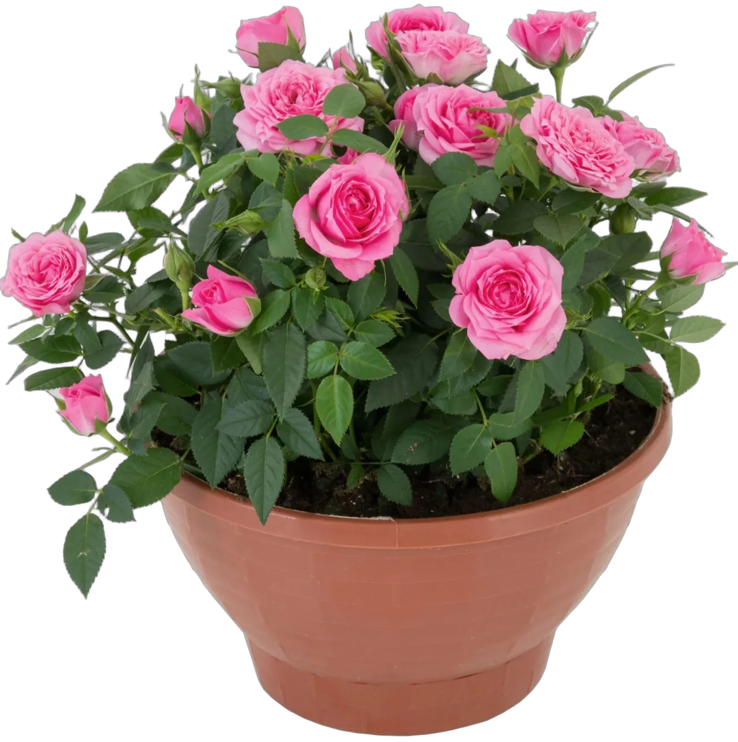 Роза розовая -  Goldy Kordana D27 H55