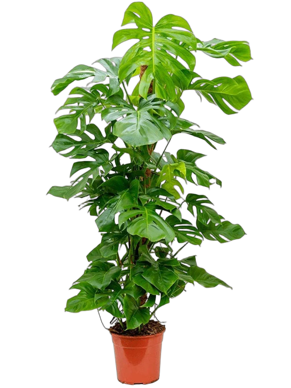 Монстера пертусум, привлекательная - Monstera Pertusum Mosspole D35 H200