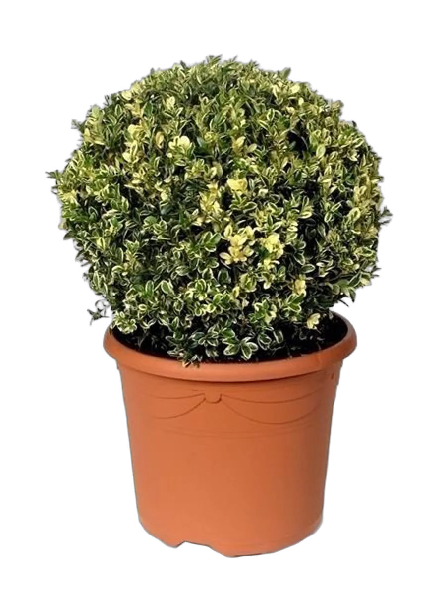 Самшит вечнозеленый (Буксус) - Buxus D35 H75