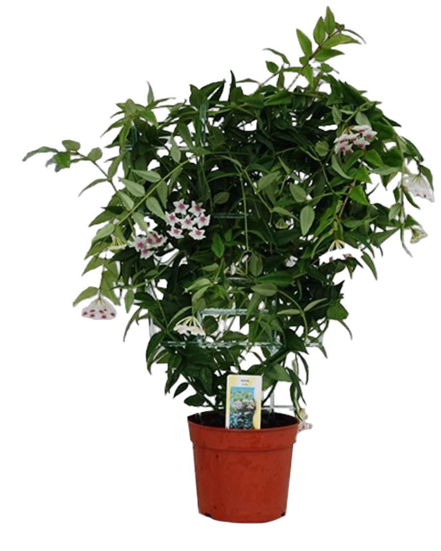 Хойя белла - Hoya bella D12 H45