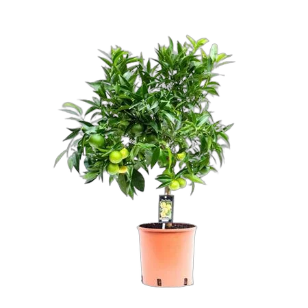 Клементин - Citrus clementina D22 H85