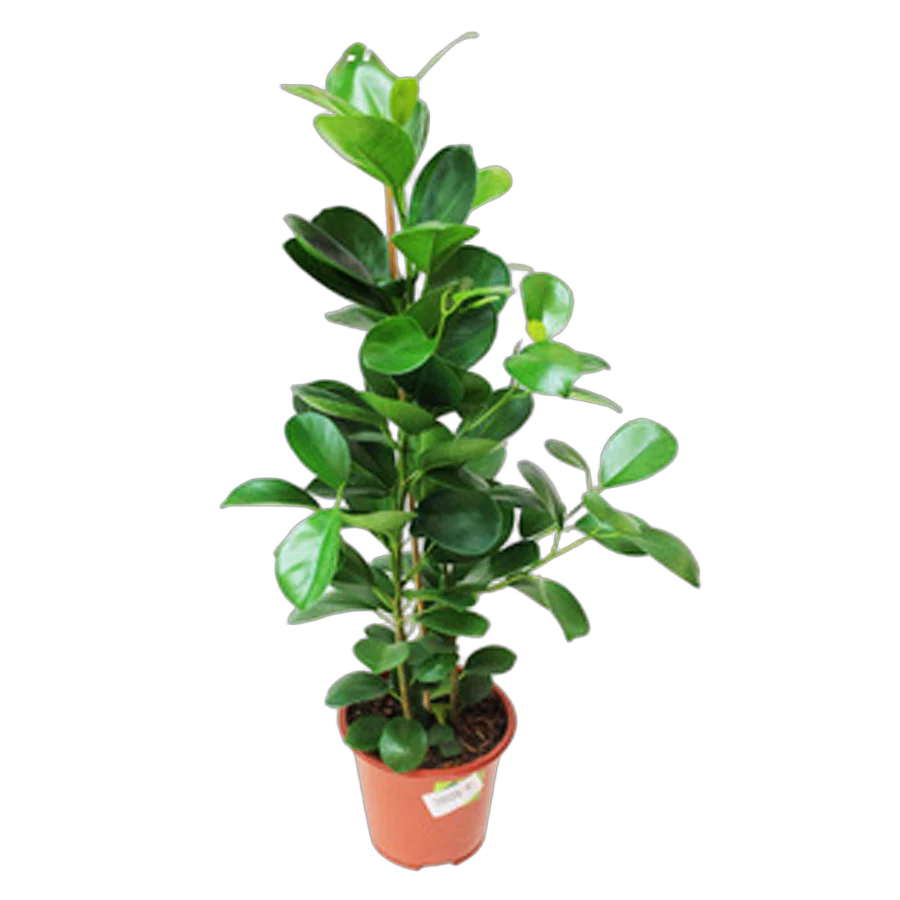 Фикус Микрокарпа - Ficus microcarpa  D15 H55