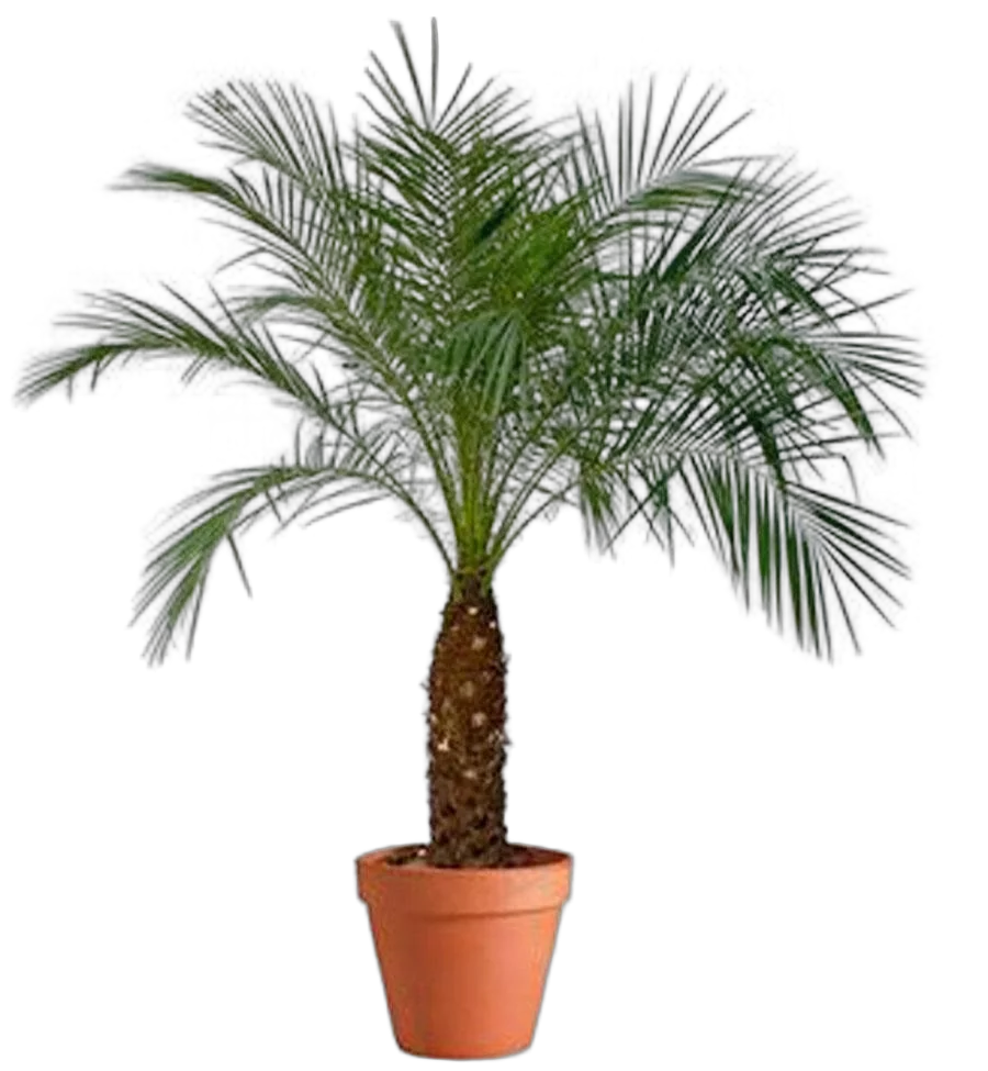 Пальма Финик Робелини - Phoenix roebelenii D25 H130