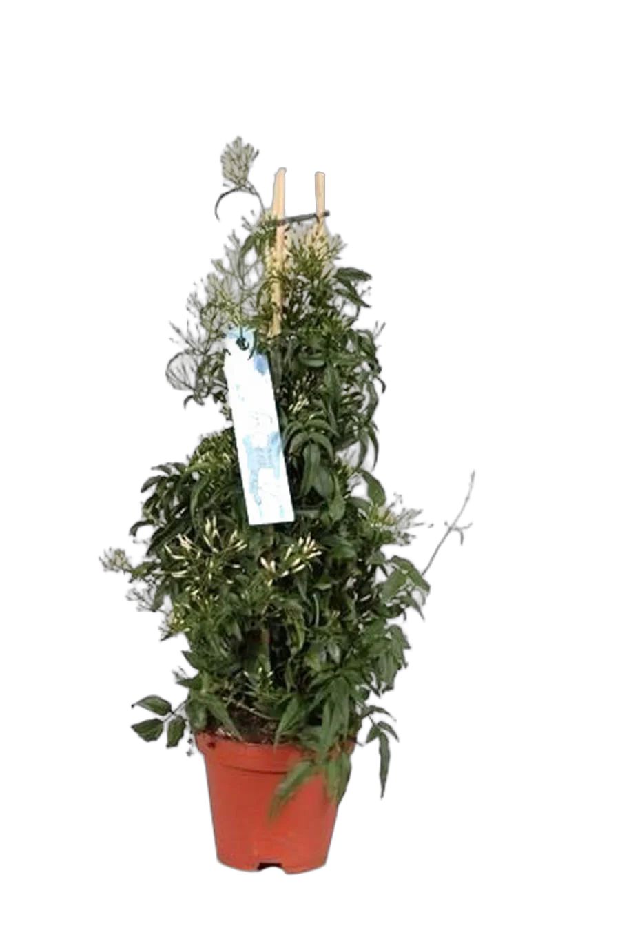 Жасмин многоцветковый  - Jasminum polyanthum D12 H50