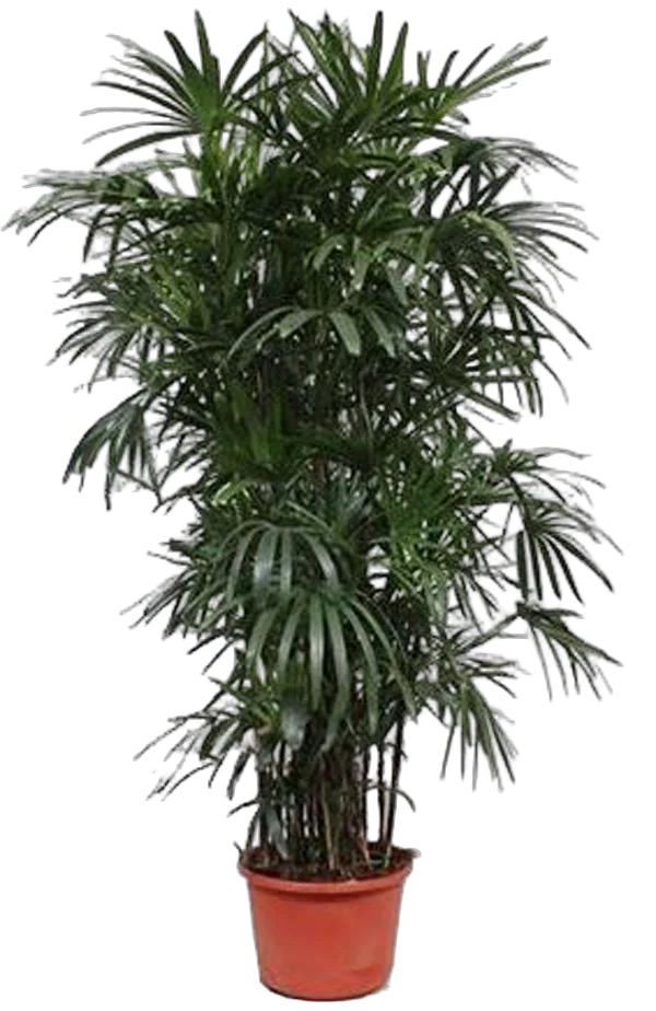 Пальма Рапис - Rhapis D44 H280