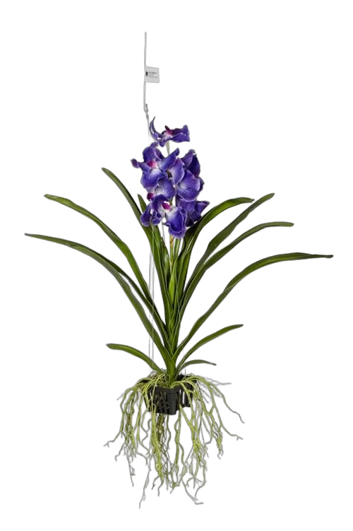 Ванда Нью Блю - Vanda New Blue H60