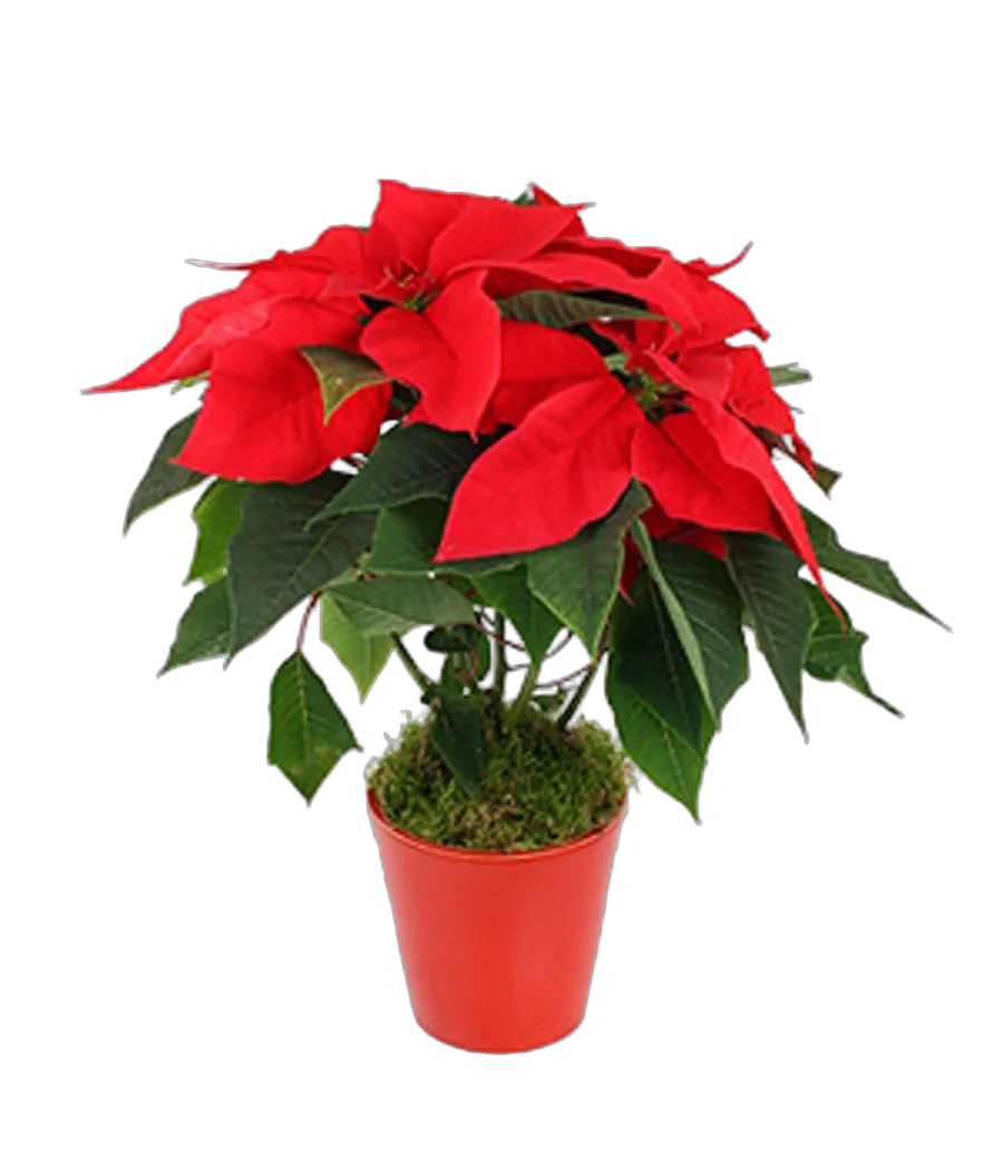 Пуансеттия (молочай красивейший) - Euphorbia pulcherrima D12 H40