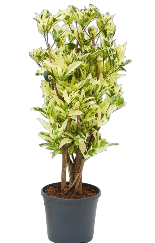 Кодиеум Тамара D30 H130