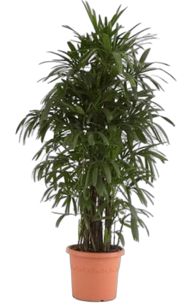 Пальма Рапис - Rhapis D25 H150