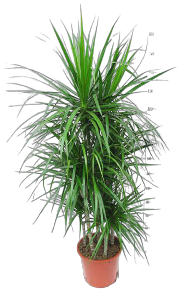 Драцена Маргината куст - Marginata magenta D35 H170