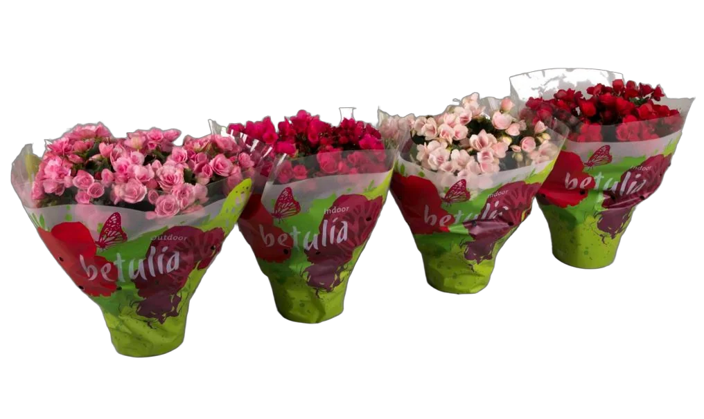 Бегония Бетула микс - Begonia Elatior Sing Betulia trolley D19 H35