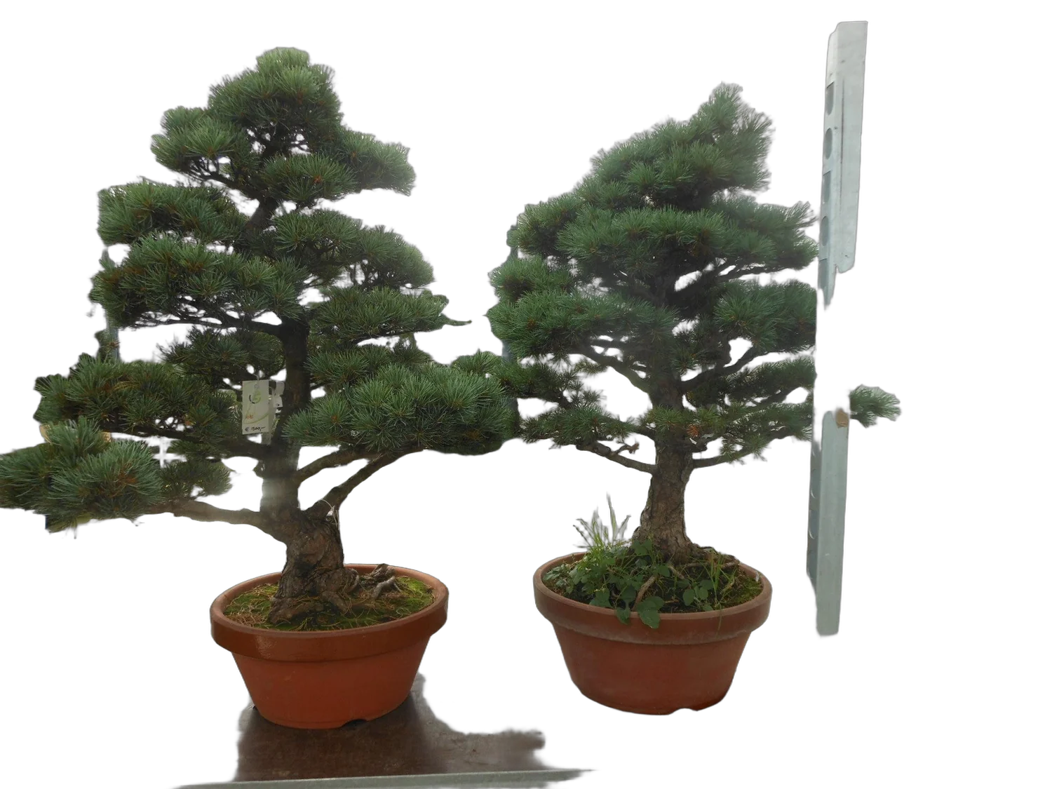 Бонсай Сосна - Bonsai Pinus mugo D34 H110