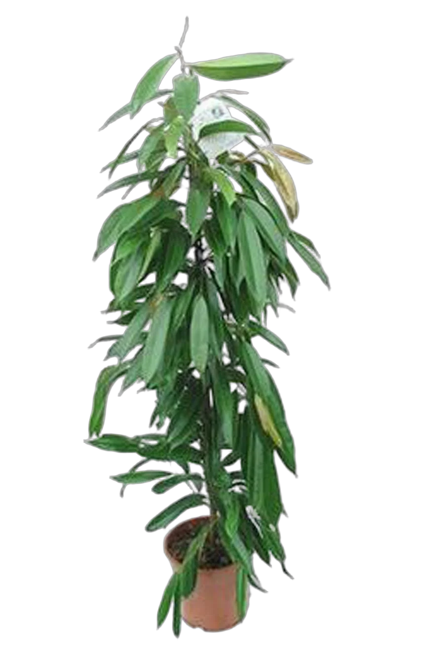 Фикус Биннедика Амстел Голд -  Ficus binnendiijkii Amstel Gold D24 H120