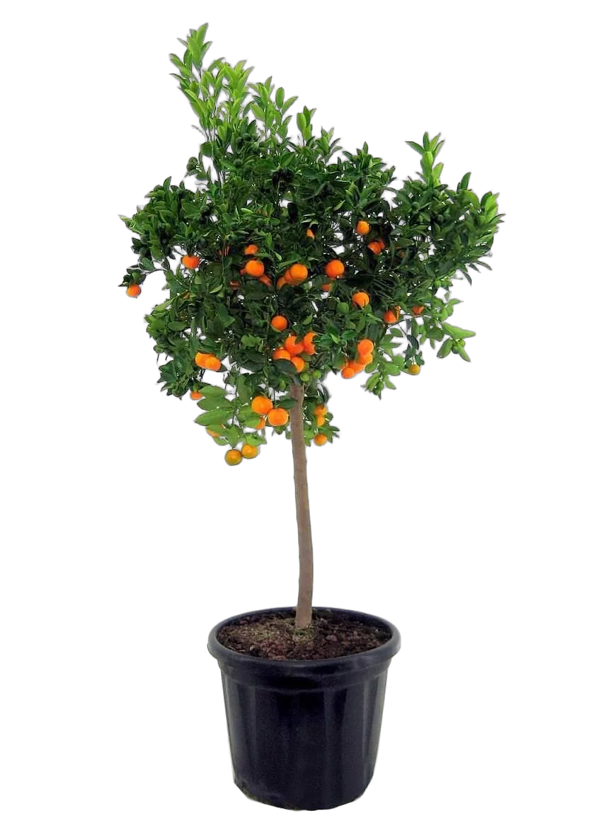 Мандарин 150 см