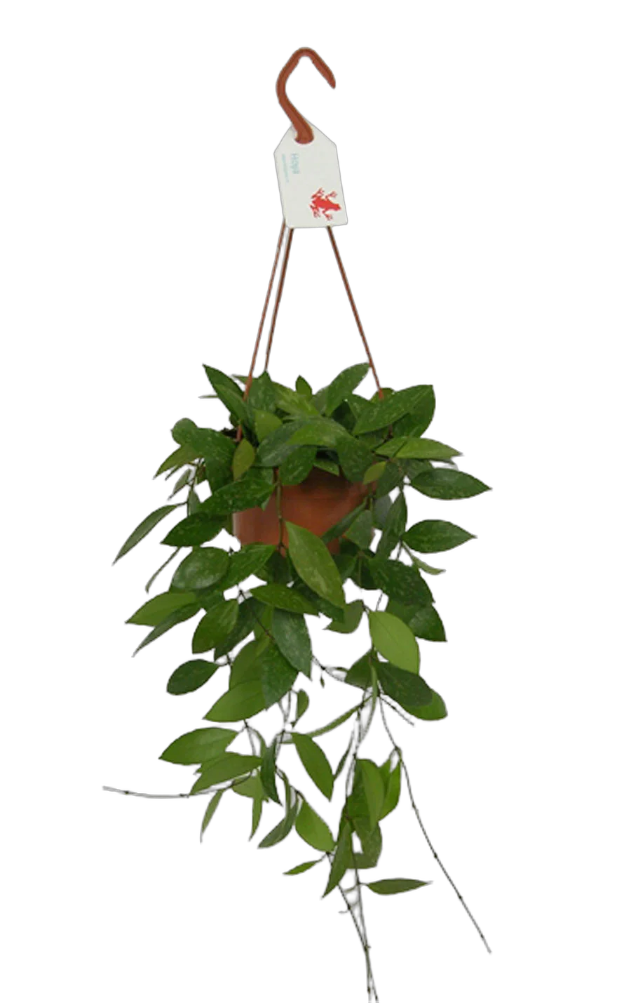 Хойя грацилис - Хойя изящная- -Hoya Gracilis hanging D14 H40