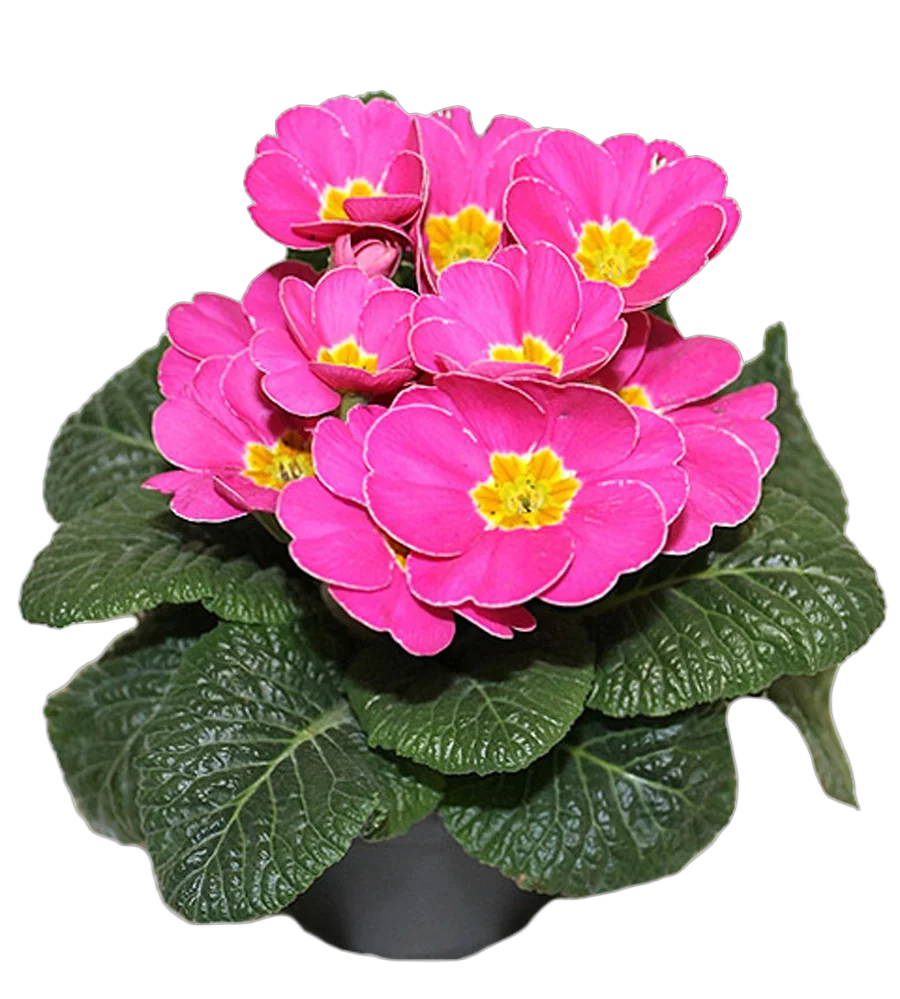 Примула обконика розовая - Primula D12 H27