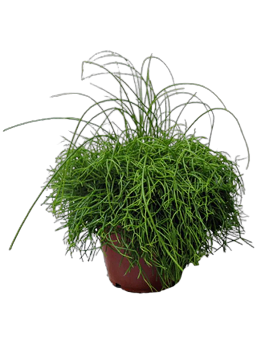 Рипсалис кассута пустоплодный - Rhipsalis cassuta D12 H20