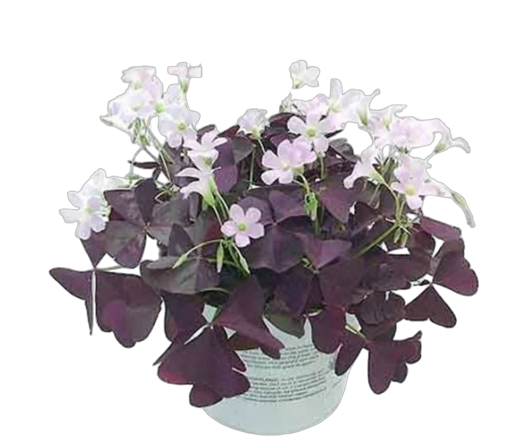 Оксалис (Кислица) пурпурный - Oxalis Triangularis Mijke D12 H25
