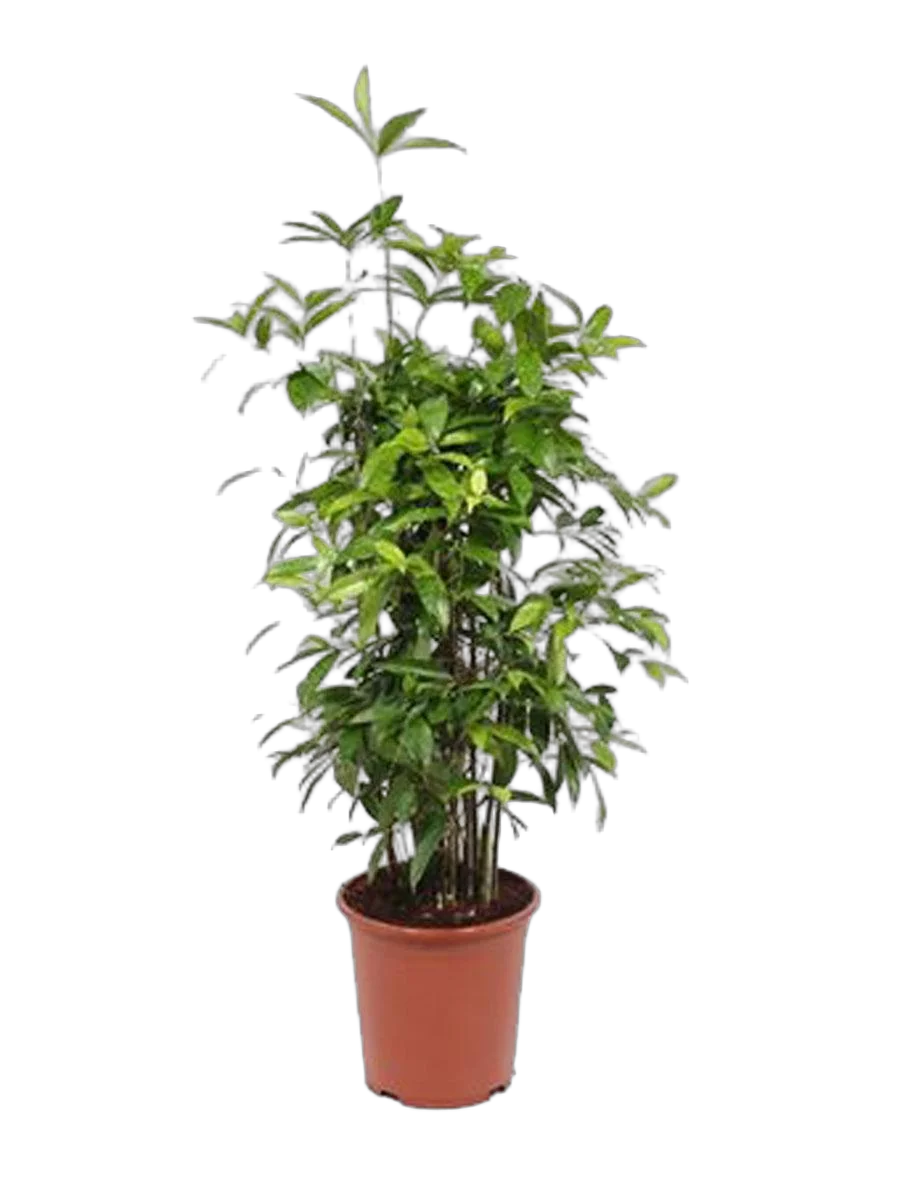 Драцена Годзеффа (Суркулоза) бранч - Drac Surculosa Branched (fachjan) D27 H120