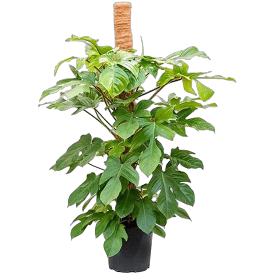 Филодендрон чешуеносный - Philodendron Squamiferum D30 H120