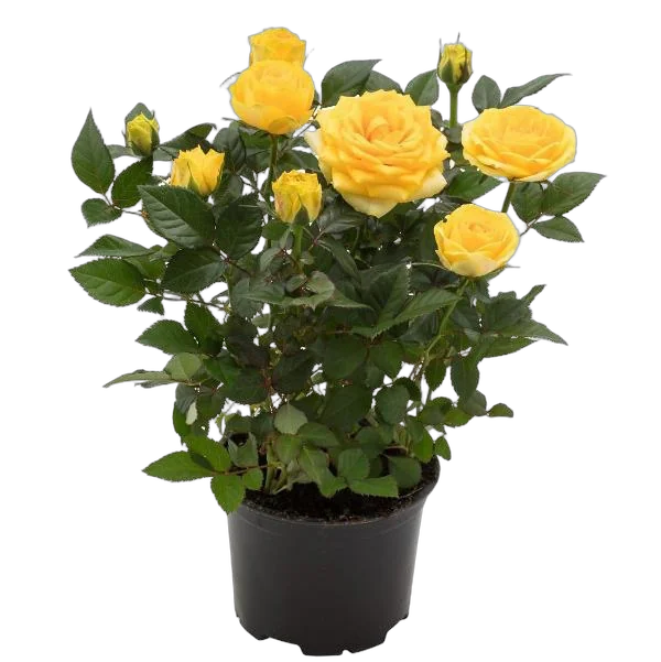 Роза желтая Кордана -  Goldy D21 H 45