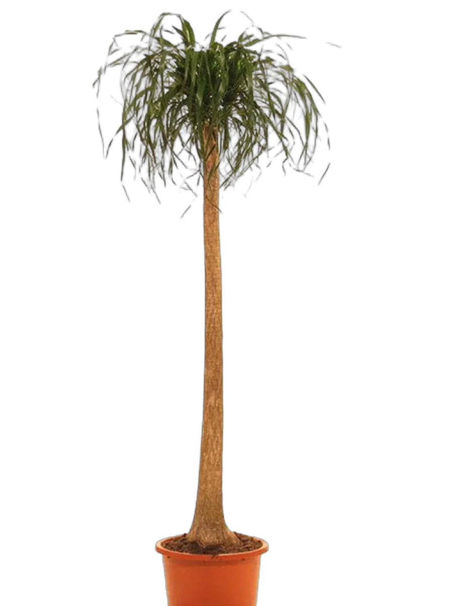 Пальма Нолина, бутылочная пальма D50 H220