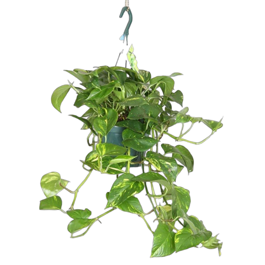 Эпипремнум перистый (золотистый) - Epipremnum Pinnatum Aureum (hang) D18 H35