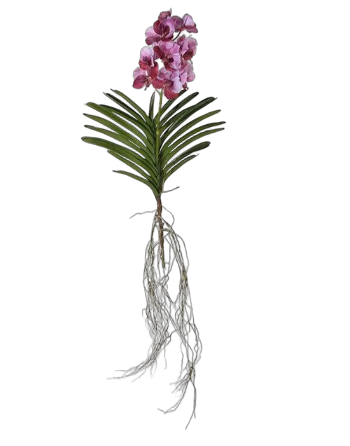 Ванда подвесная - Vanda Exceptional H80