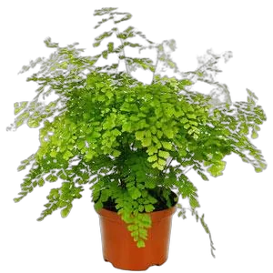 Адиантум Фрагранс - Adiantum Fragrans D12 H15