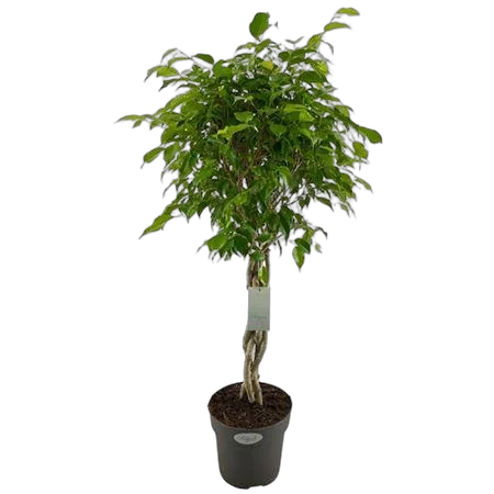 Фикус Бенджамина экзотика косичка - Ficus Be Exotica Twisted Stem D24 H100