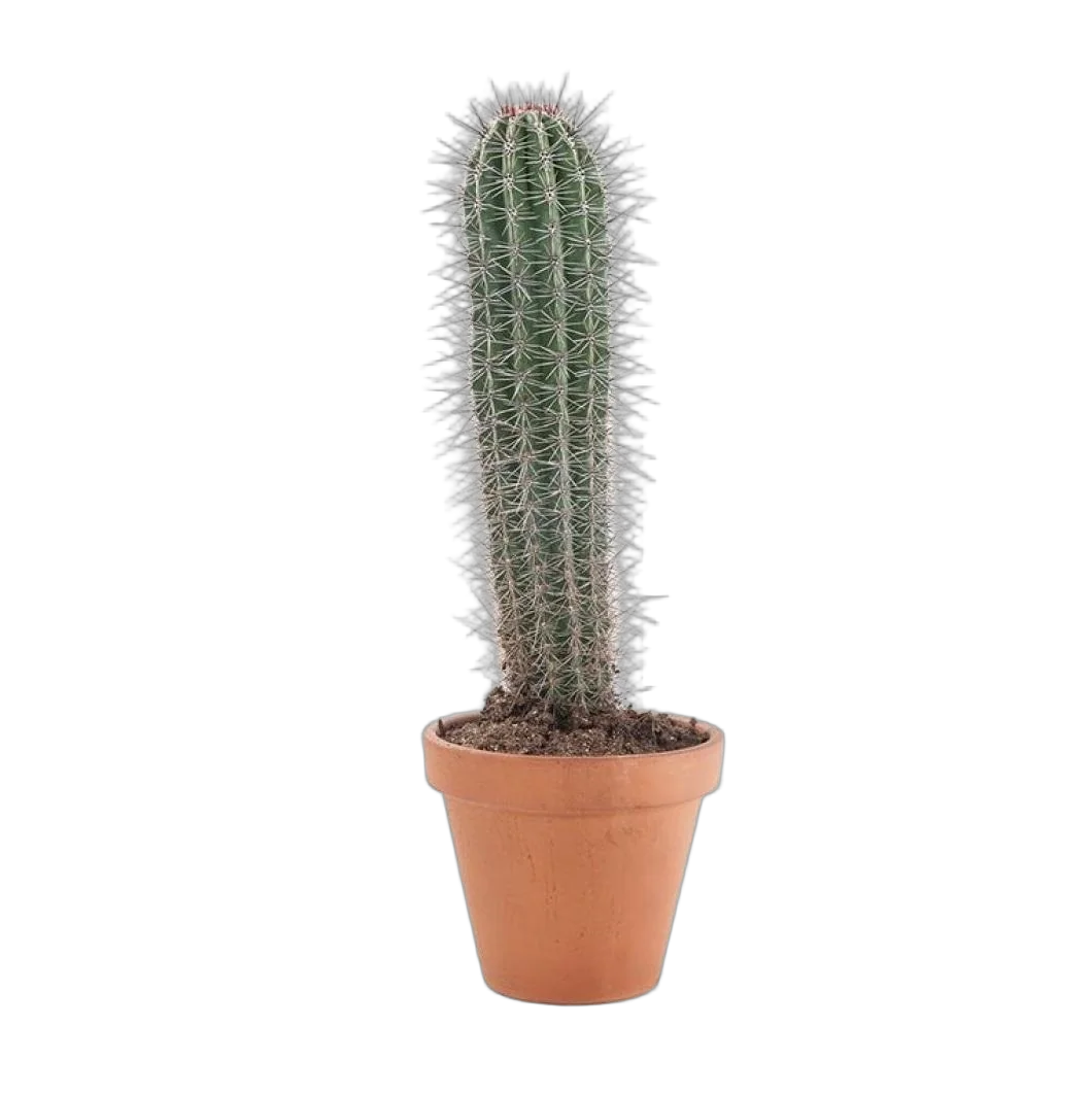 Пахицереус Прингля - Pachycereus pringlei D26 H70