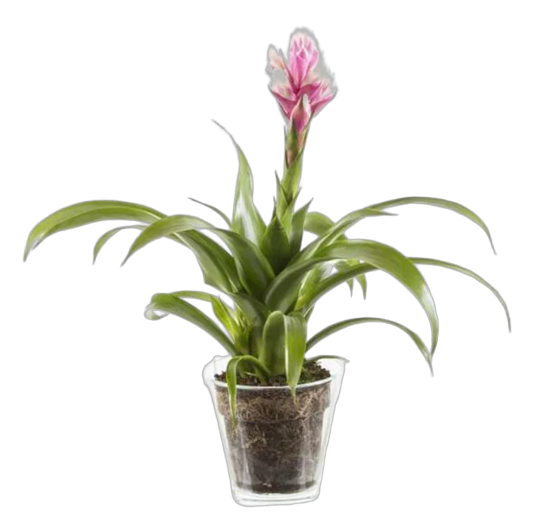 Гусмания розовая - Guzmania Candy D12 H50