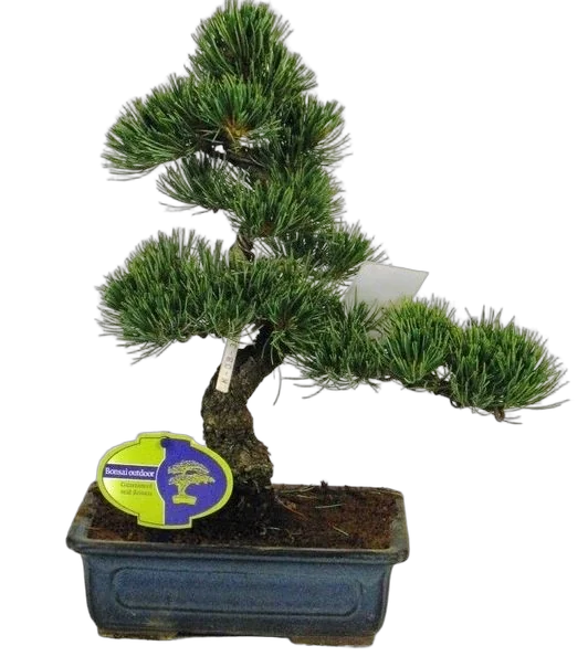 Бонсай Сосна - Bonsai Pinus D15 H35