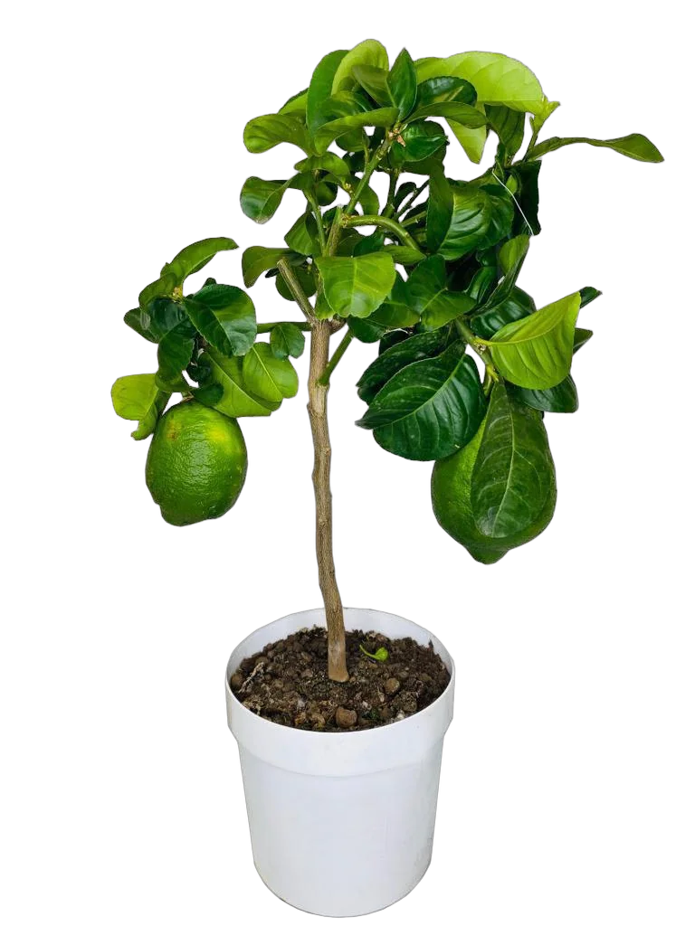 Цитрон Хумпанг - C. medica Humpang D21 H75