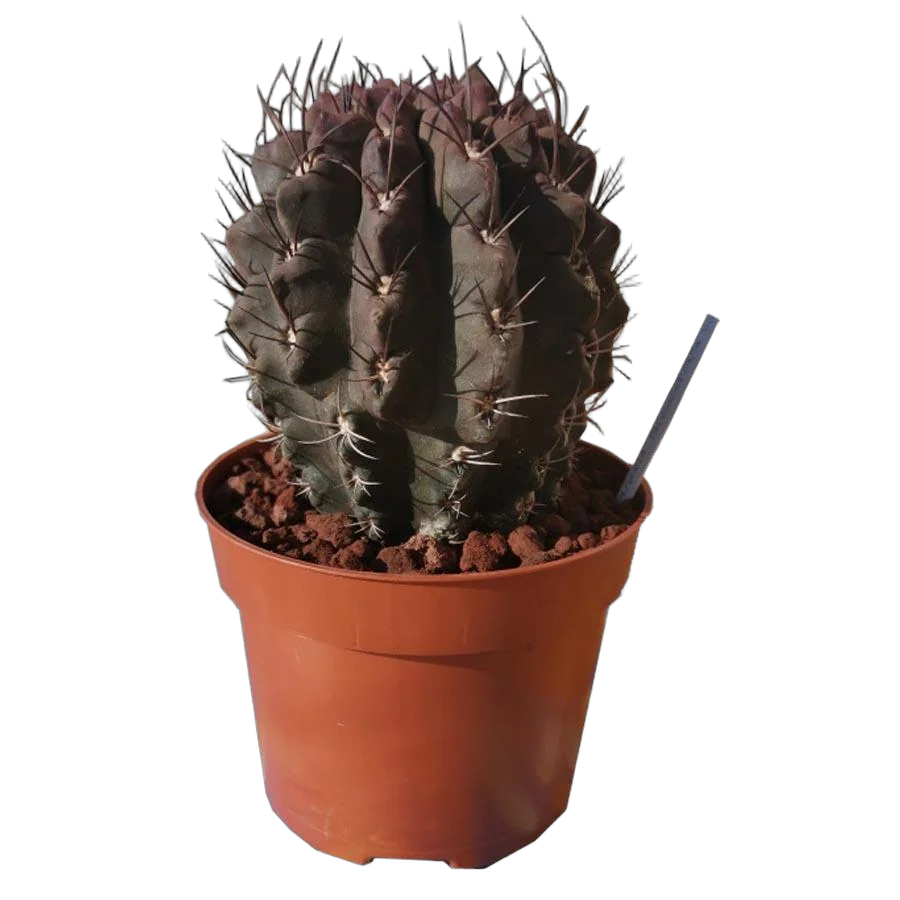 Неопортерия пауцикостата - Neoporteria paucicostata Violet D12 H15