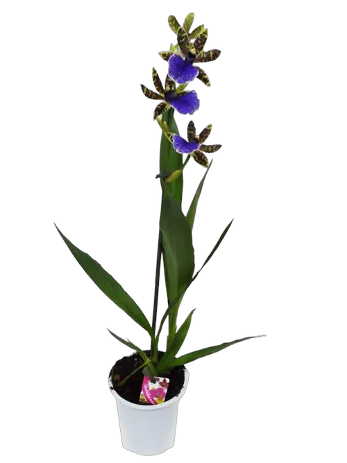 Зигопеталум - Zygopetalum louisendorf