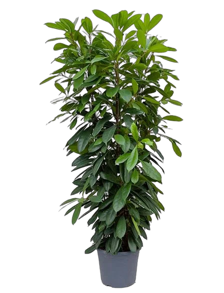 Фикус Циатистипула 3 ствола - Ficus cyathistipula D35 H190