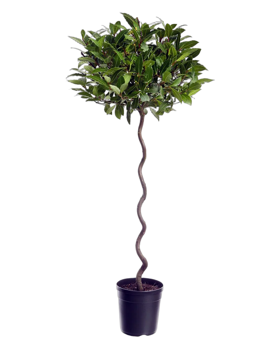 Лавр благородный спираль - Lurus nbilis D30 H180