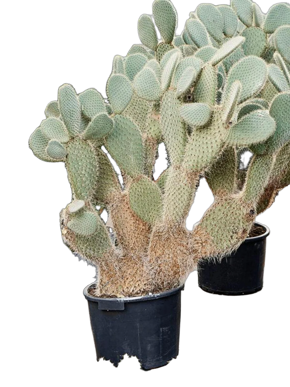 Опунция беловолосая - Opuntia leucotricha D40 H160